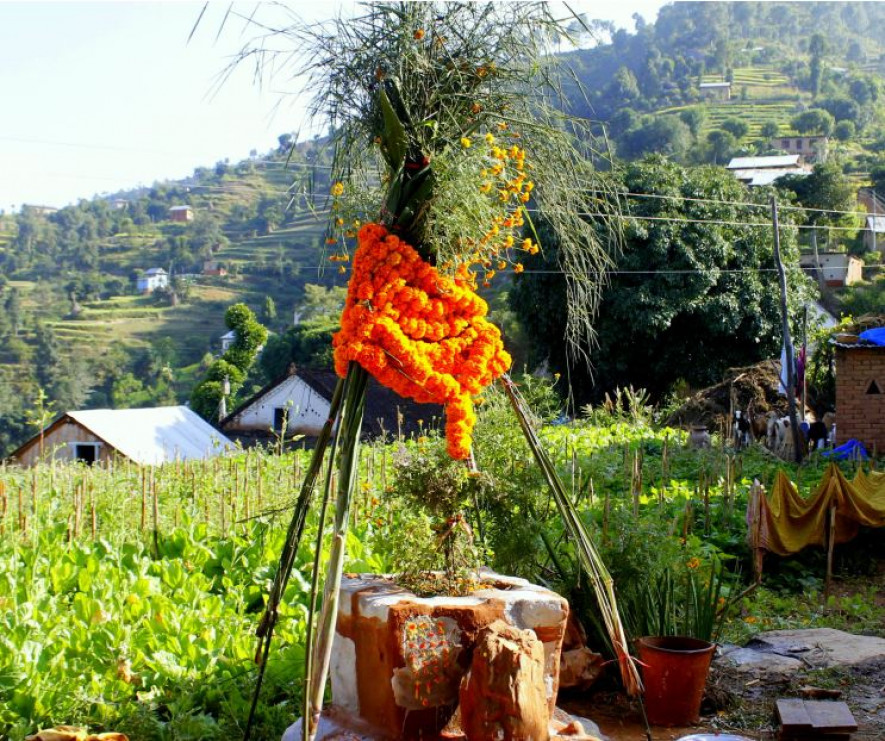 आज हरिबोधनी एकादशी, तुलसीको विवाह गरी मनाइँदै